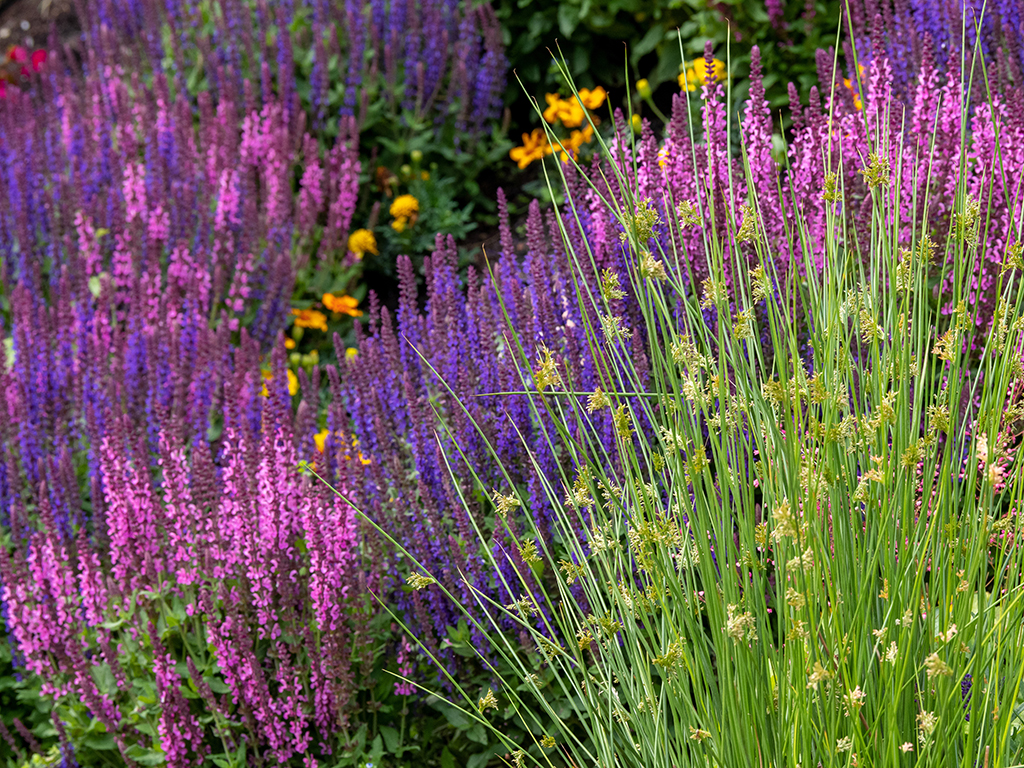 Bunte Beetbepflanzung im Garten - Gartensalbei und Gräser