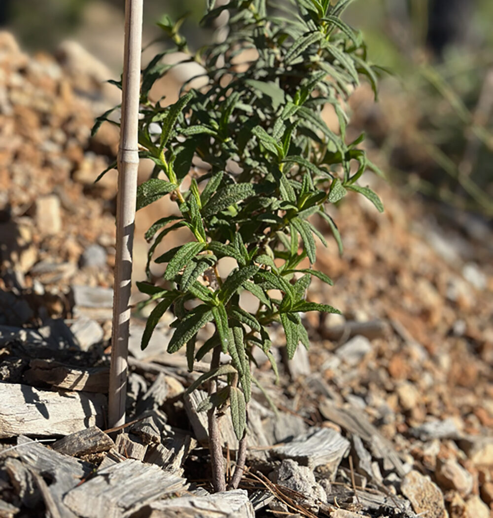 57A7CA2A-94AE-4B77-8449-1E652560D340