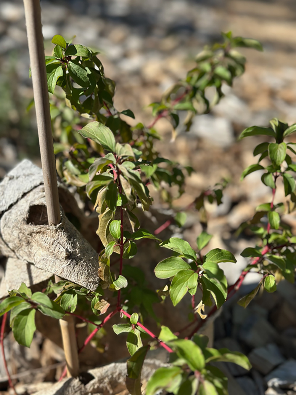 C42AD2D2-956E-4C40-8ADA-ED62D9339F79