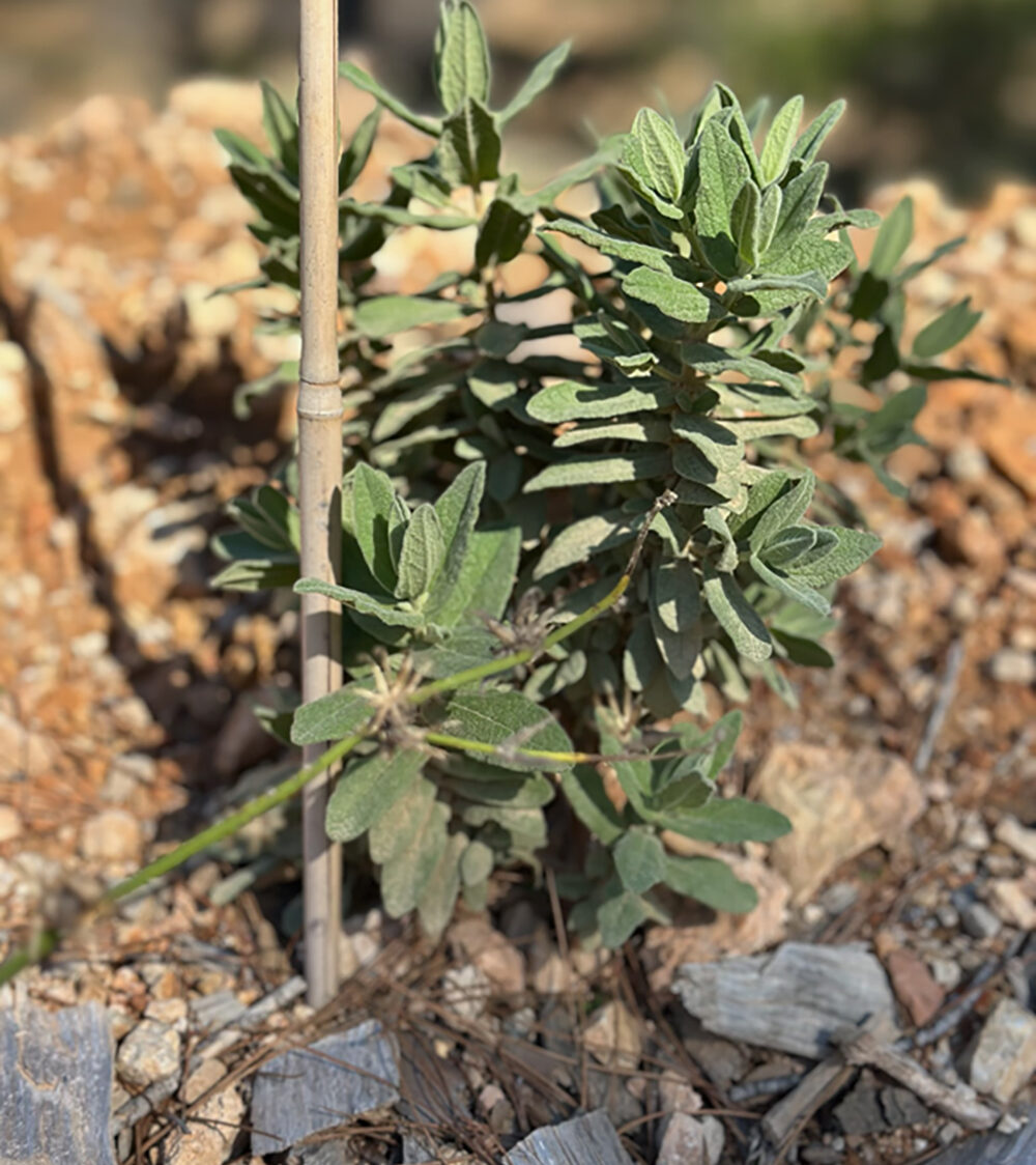 ED5A5086-137D-47A4-96A4-ED750A9B2DB0